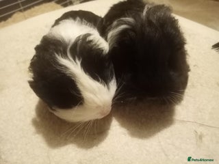 Guinea Pig rodents Long Hair Guinea pigs - Advert 18