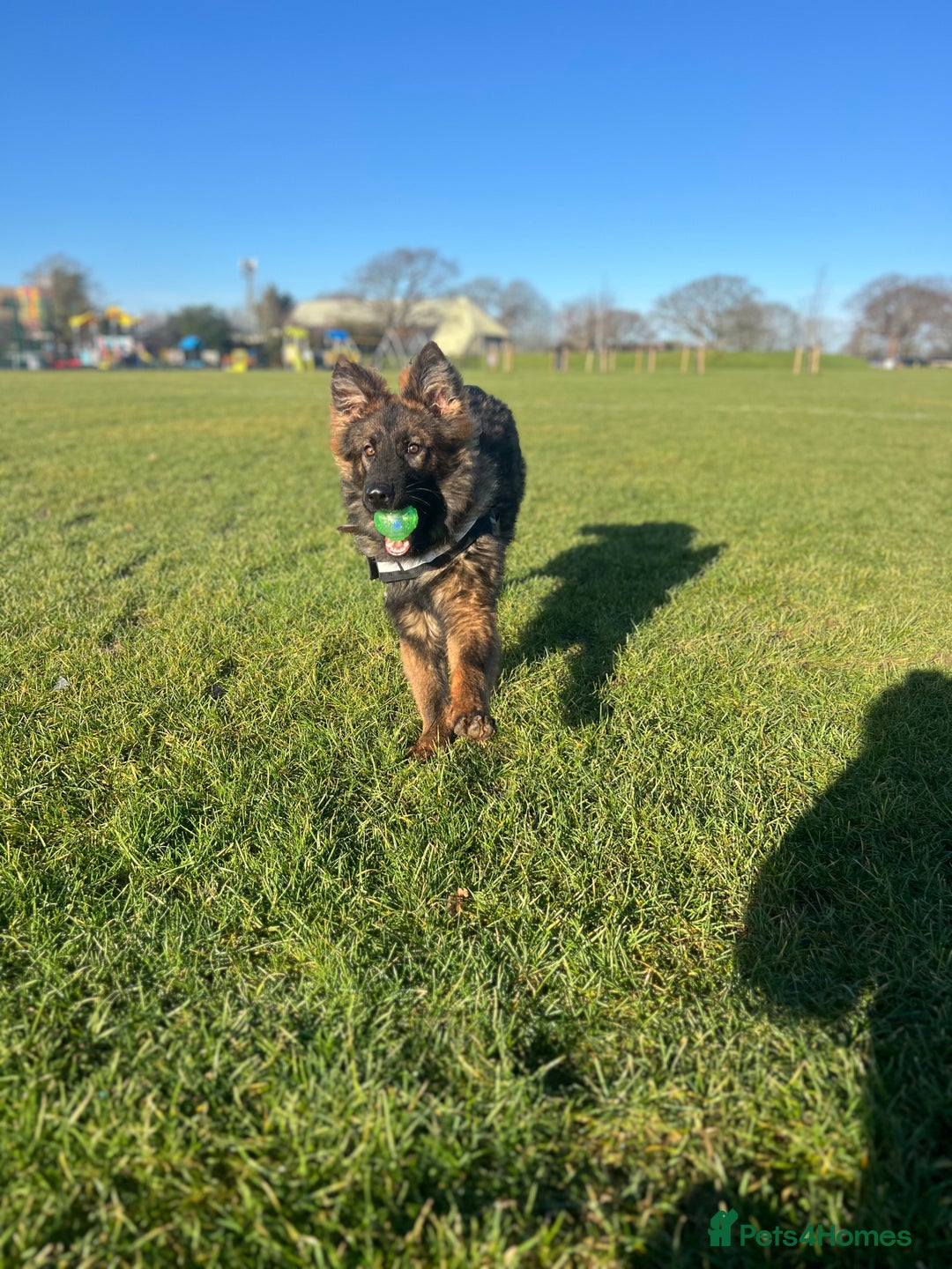 German Shepherd dogs for sale: beautiful male gsd 7 months  - Advert 3