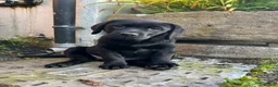 Labrador Retriever dogs for sale: 💙 Beautiful Black Labrador For Sale 💙 in Leyland - Advert 8