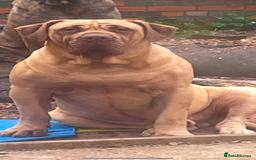 Presa Canario dogs for stud: Presa canario for stud  - Image 2