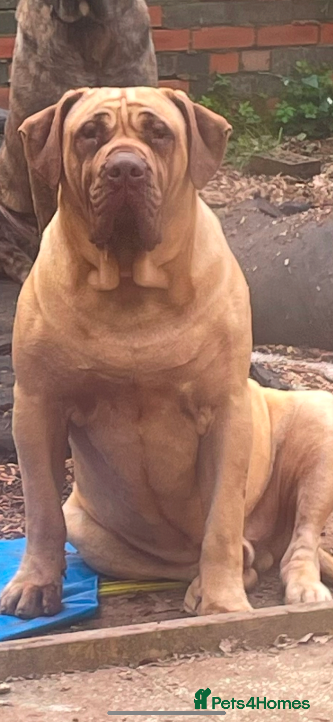 Presa Canario dogs for stud: Presa canario for stud  - Image 2