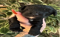 Cavapoo dogs for sale: Beautiful fully DNA tested Cavapoo's  - Image 31