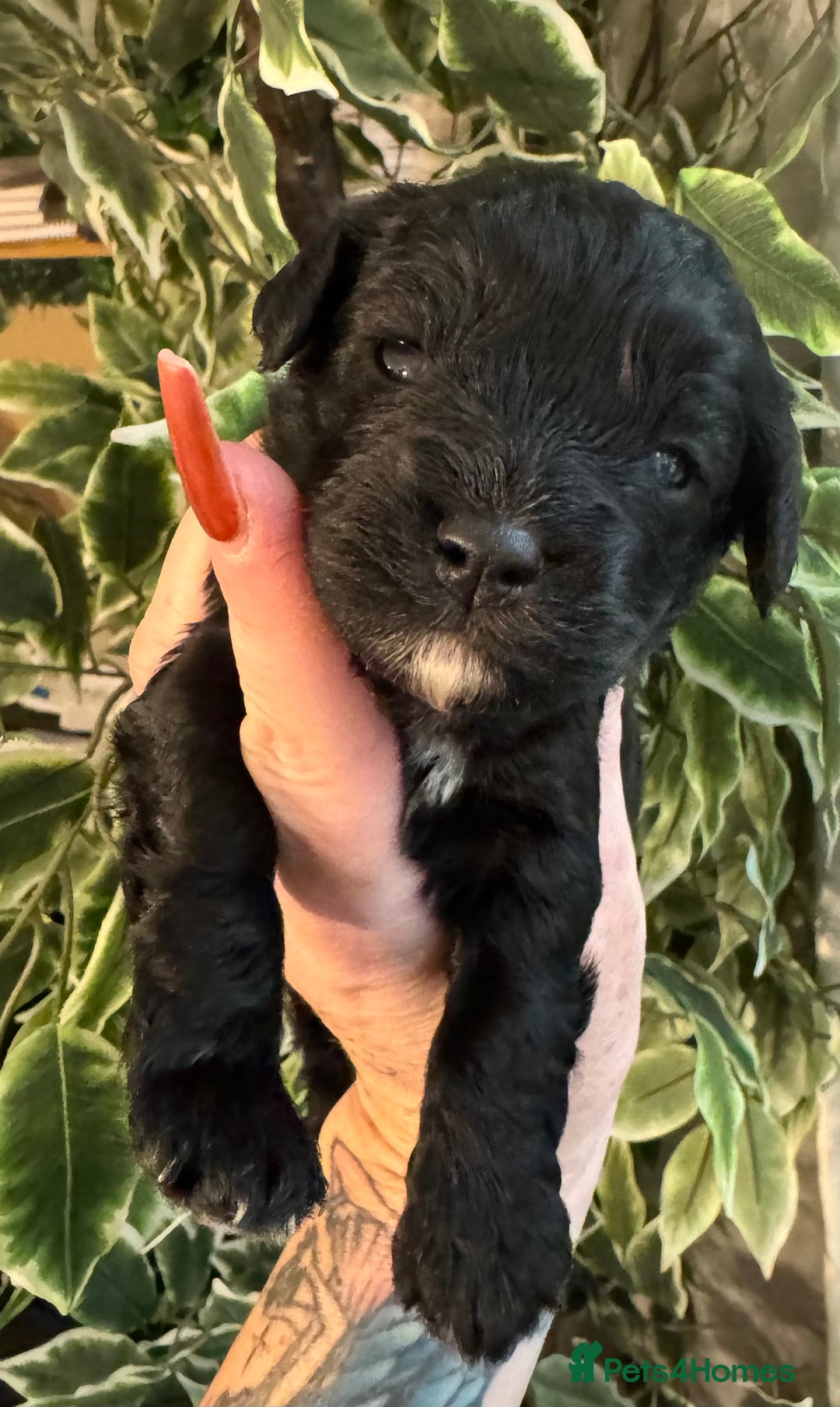 Cavapoo dogs for sale: Beautiful fully DNA tested Cavapoo's  - Image 31