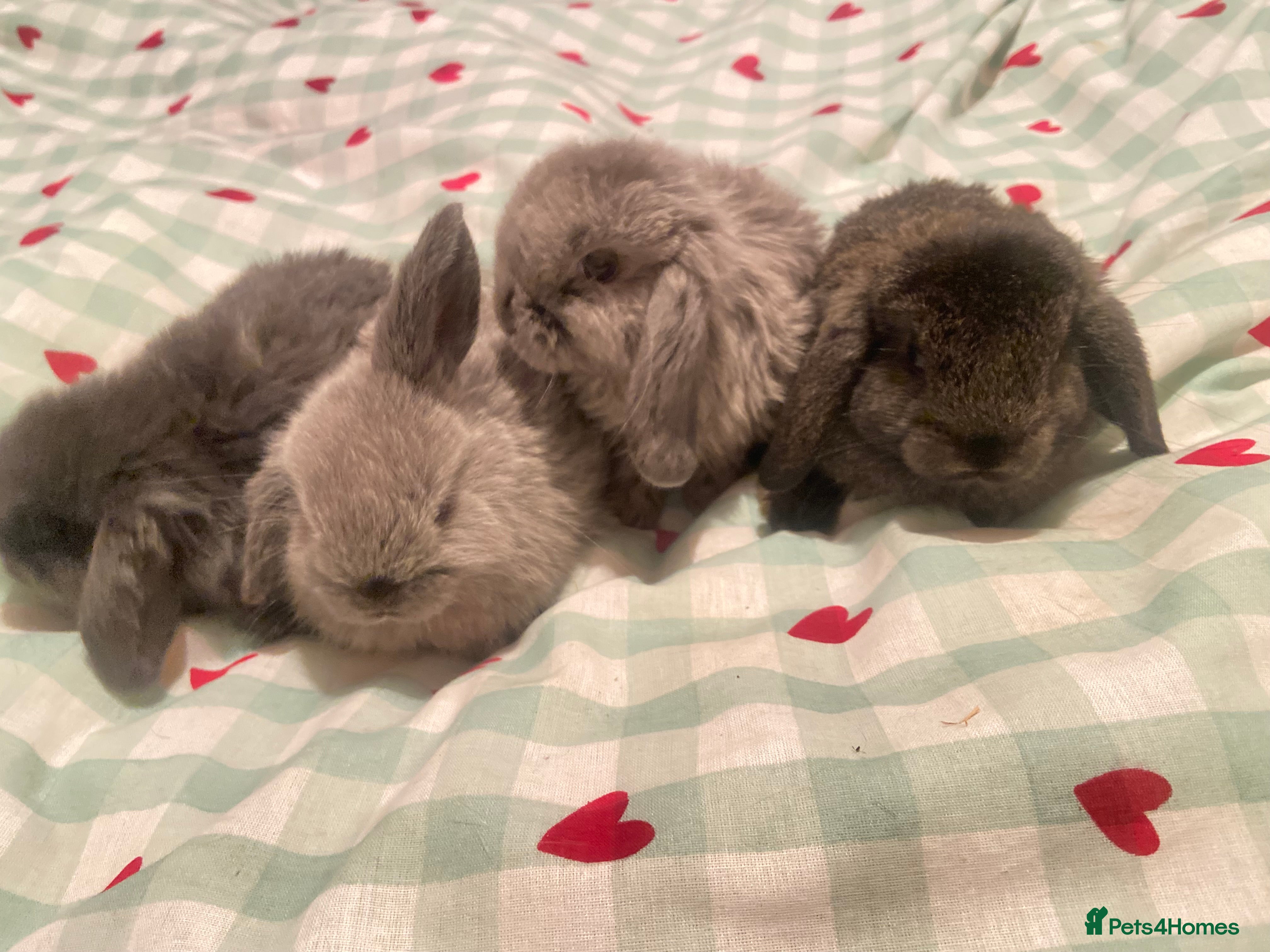 Mini Lop rabbits for sale: 2 beautiful 8 week old baby mini lops  - Advert 1