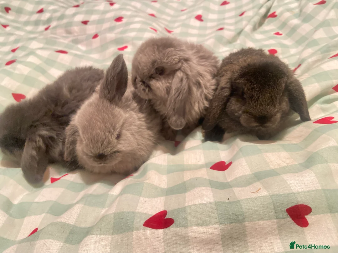 Mini Lop rabbits for sale: 2 beautiful 8 week old baby mini lops  - Advert 1