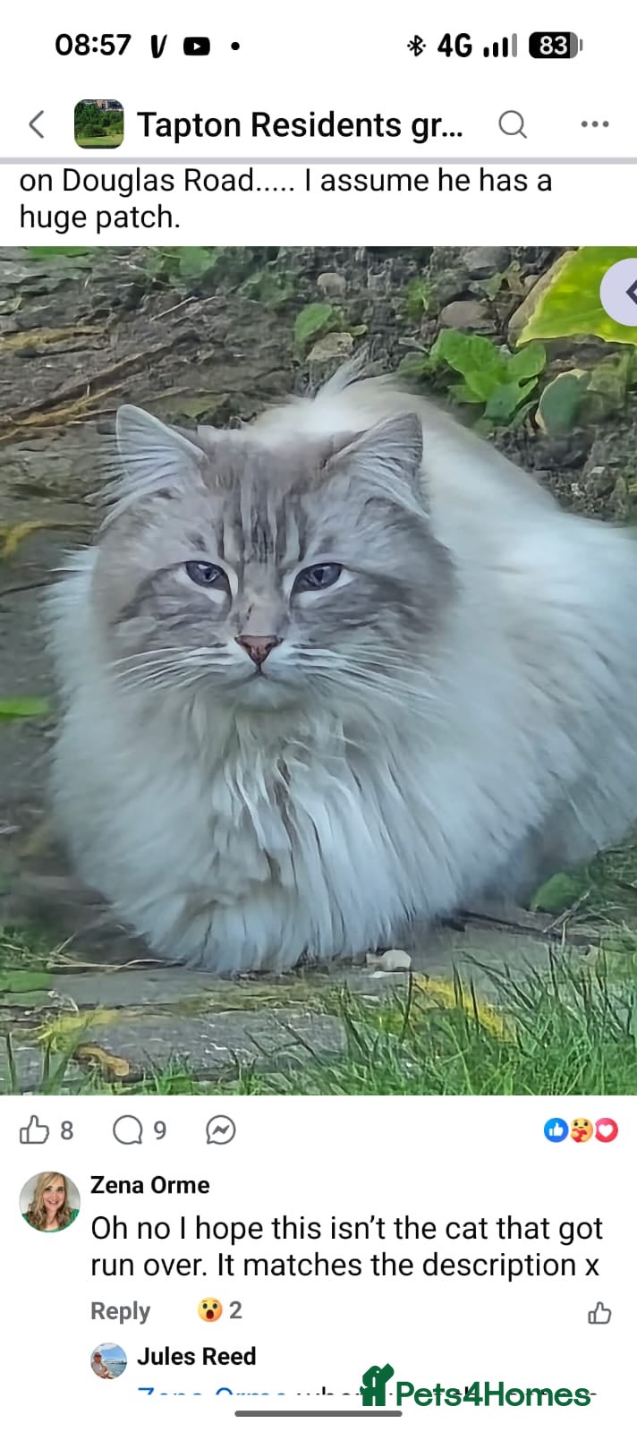 Ragdoll cats for stud: Beautiful 3 year old Ragdoll for stud  - Advert 4