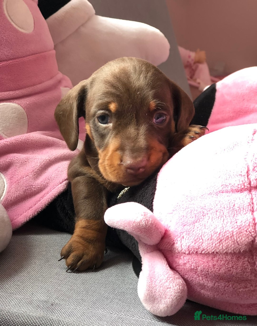 Miniature Dachshund dogs for sale: Kc reg min  Dachshund babies  - Image 22