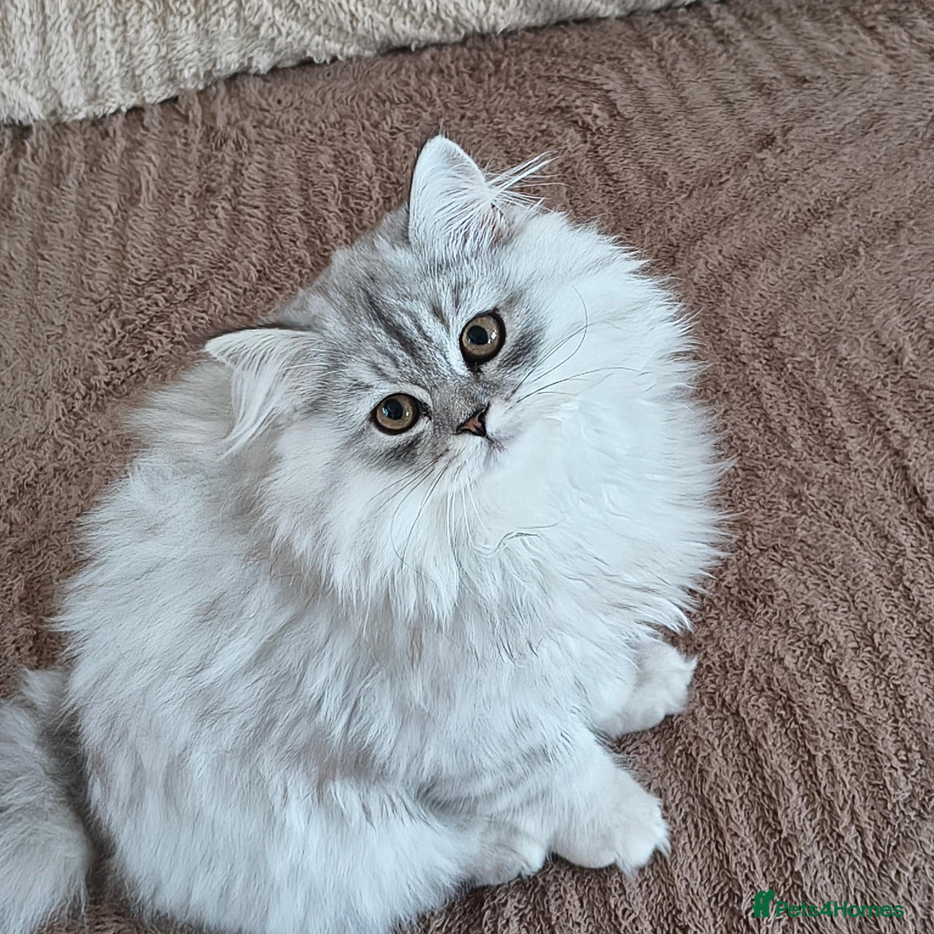 Scottish Fold cats Scottish straight ear kitten 😻 - Advert 2