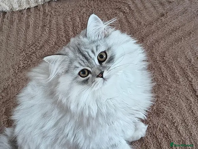 Scottish Fold cats Scottish straight ear kitten 😻 - Advert 7