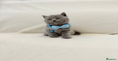 British Shorthair cats - Advert 3