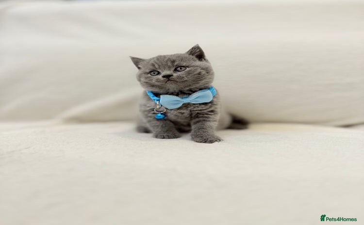 British Shorthair cats - Advert 15