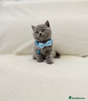British Shorthair cats - Advert 3