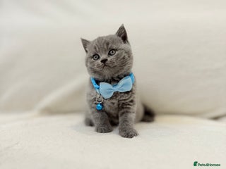 British Shorthair cats Stunning World Champ British shorthair kittens - Advert 3