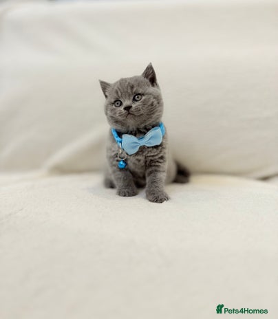 British Shorthair cats - Advert 15