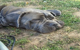 Cane Corso dogs for sale: Cane corso - Image 3