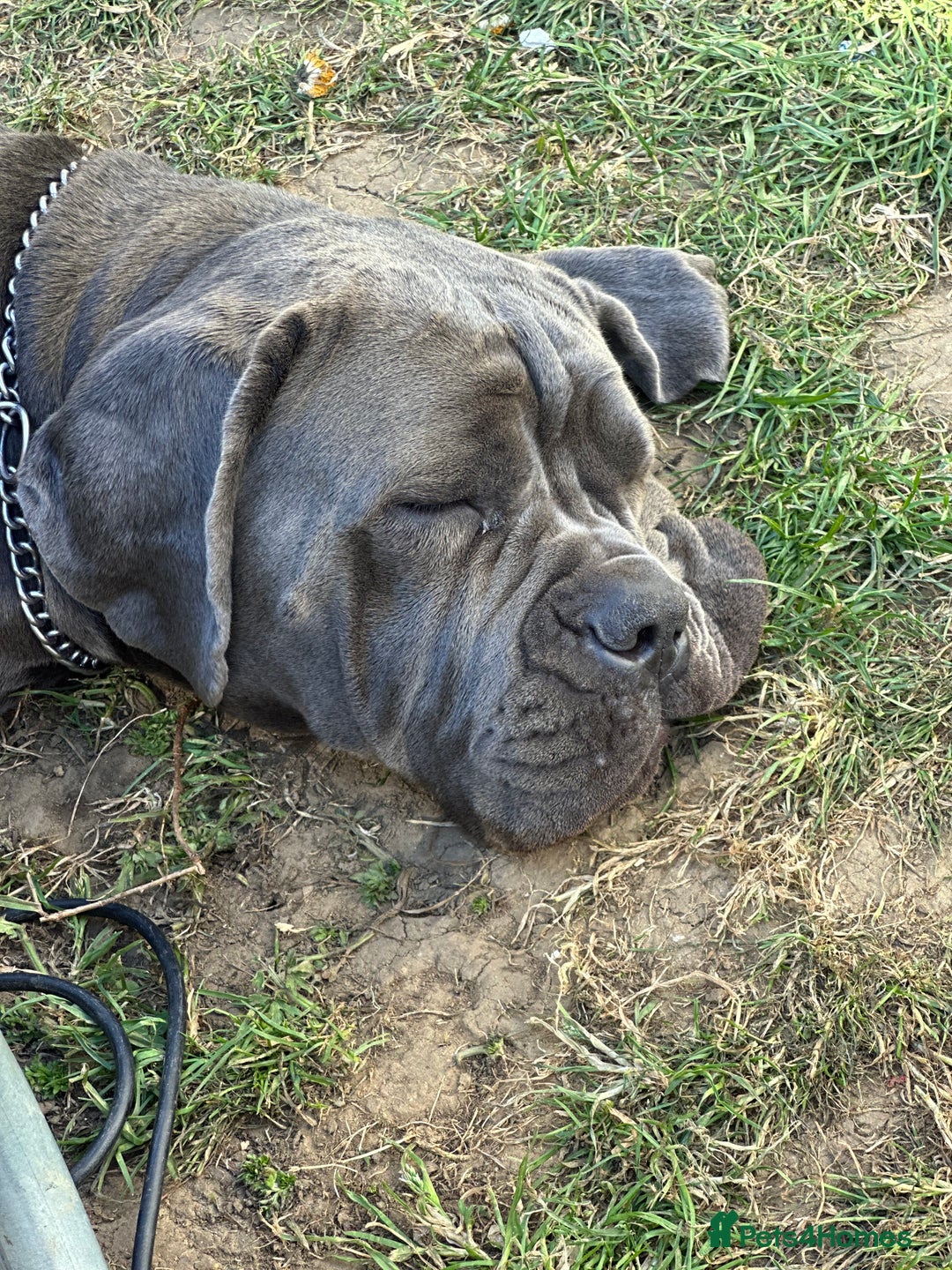 Cane Corso dogs for sale: Cane corso - Image 3