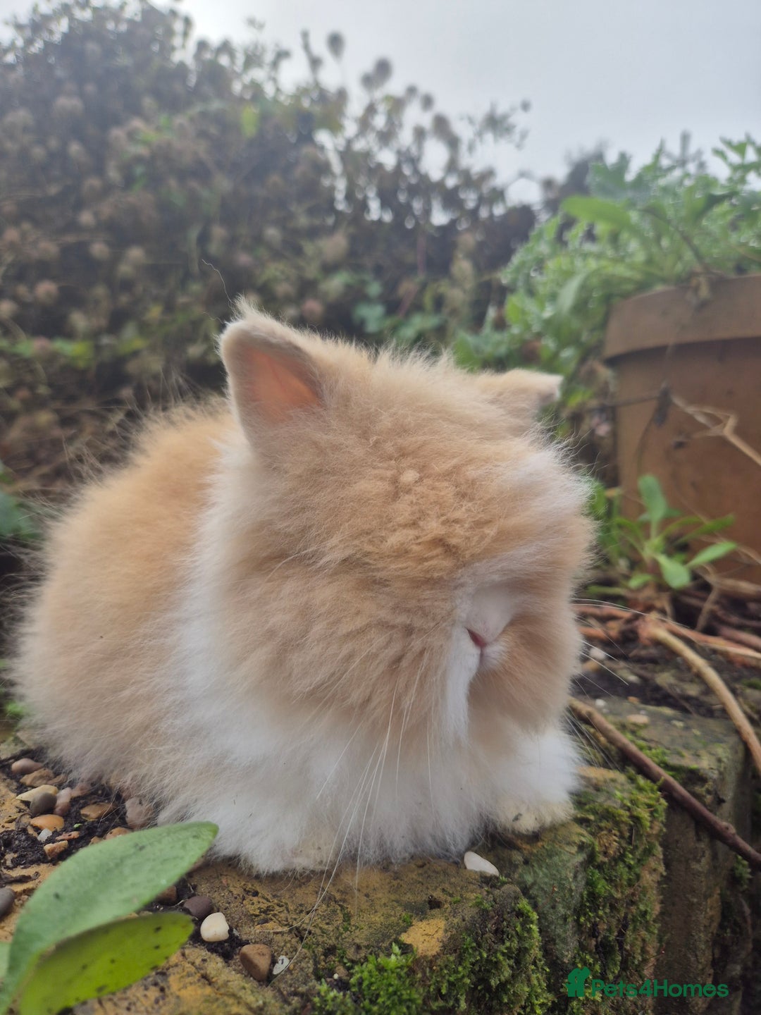 Angora rabbits for sale: Teddydwerg babies 💓💙 READY NOW 😍  - Advert 12