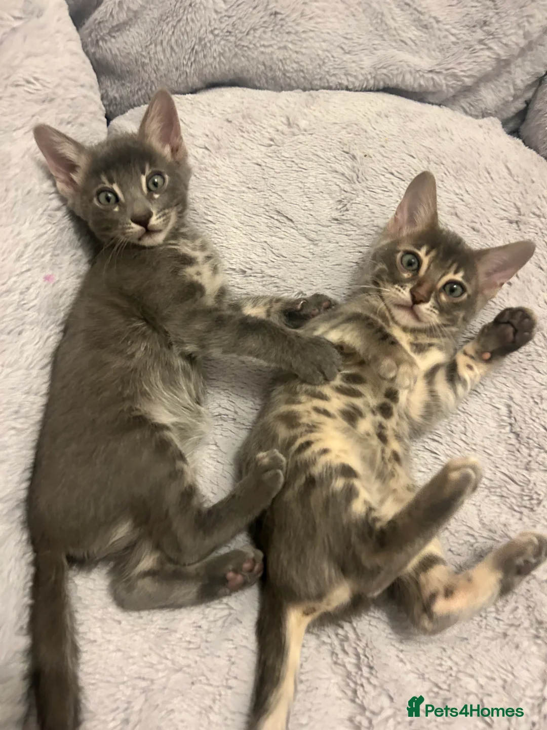 Bengal cats for sale: 💙Beautiful Blue Bengal Kittens - TICA Reg 💙 - Advert 22