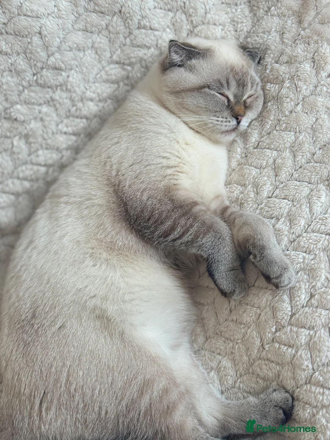 British Shorthair cats for sale: British shorthair / scottish fold kittens - Advert 17