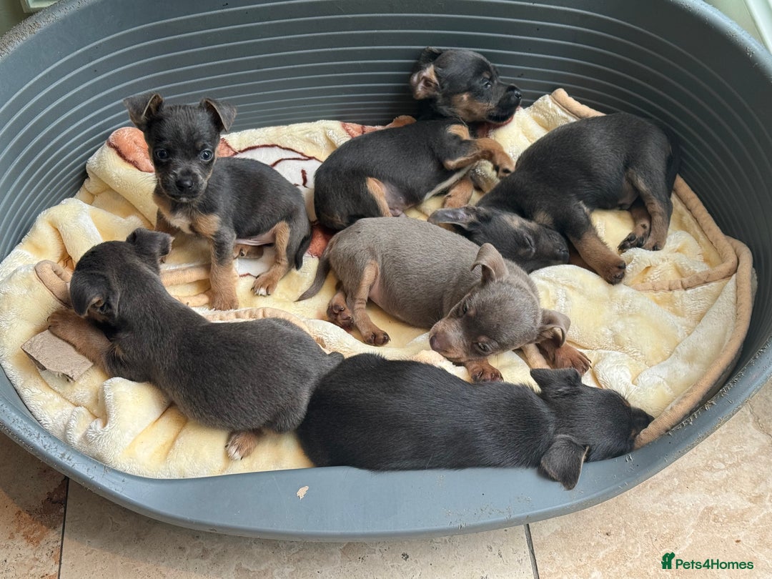 Jack Russell dogs for sale: Jack Russell Puppy 1 - Stunning much Wenlock puppy  - Image 22