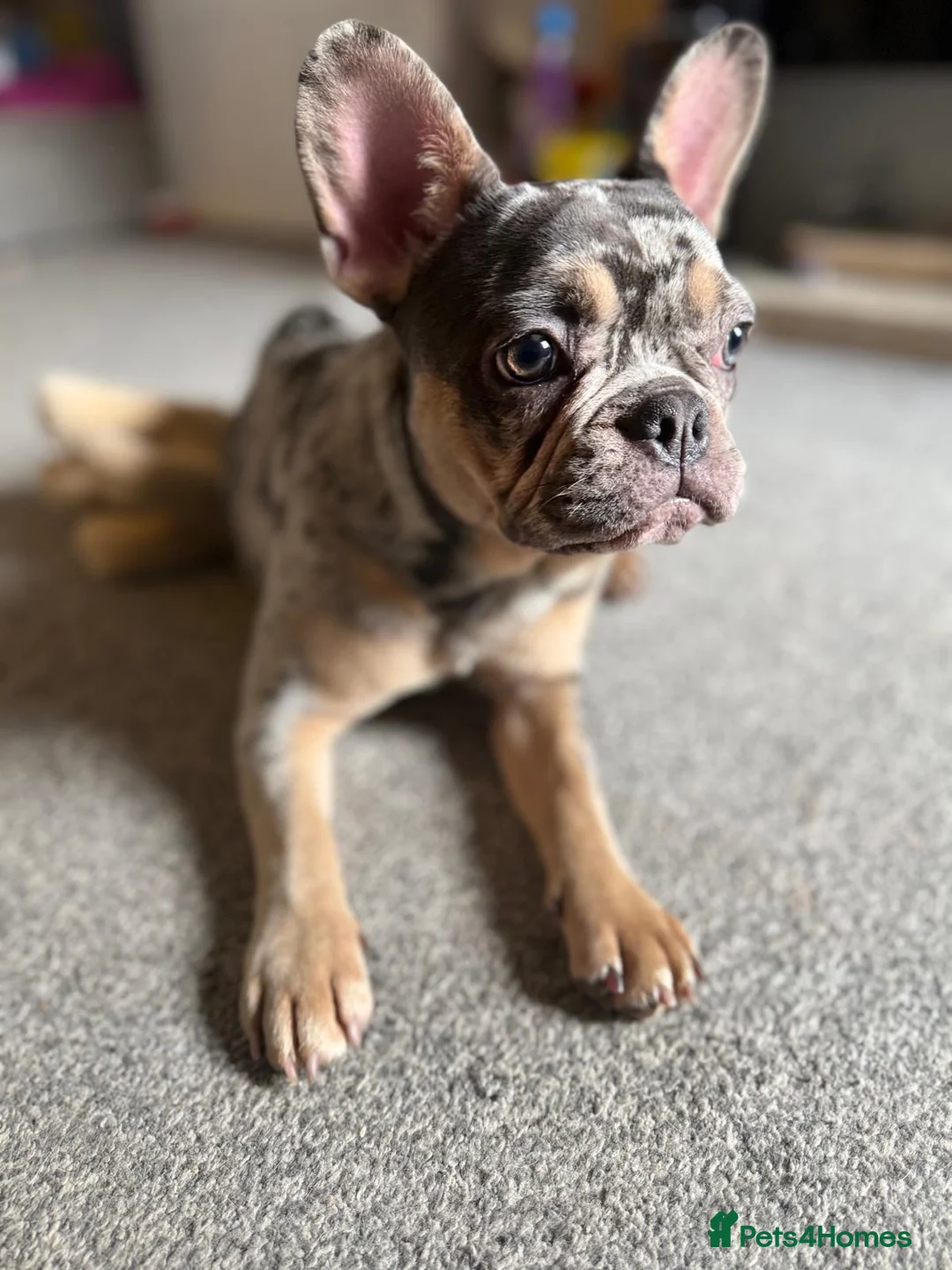 French Bulldog dogs for sale: Khaleesi- Frenchbull  - Advert 2