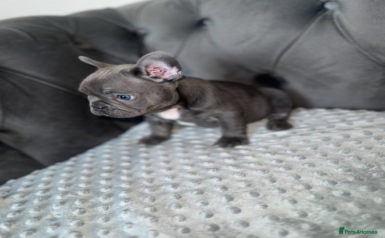 French Bulldog dogs - Advert 3