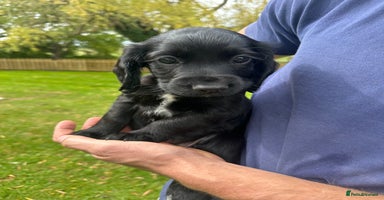 Cocker Spaniel dogs - Advert 14