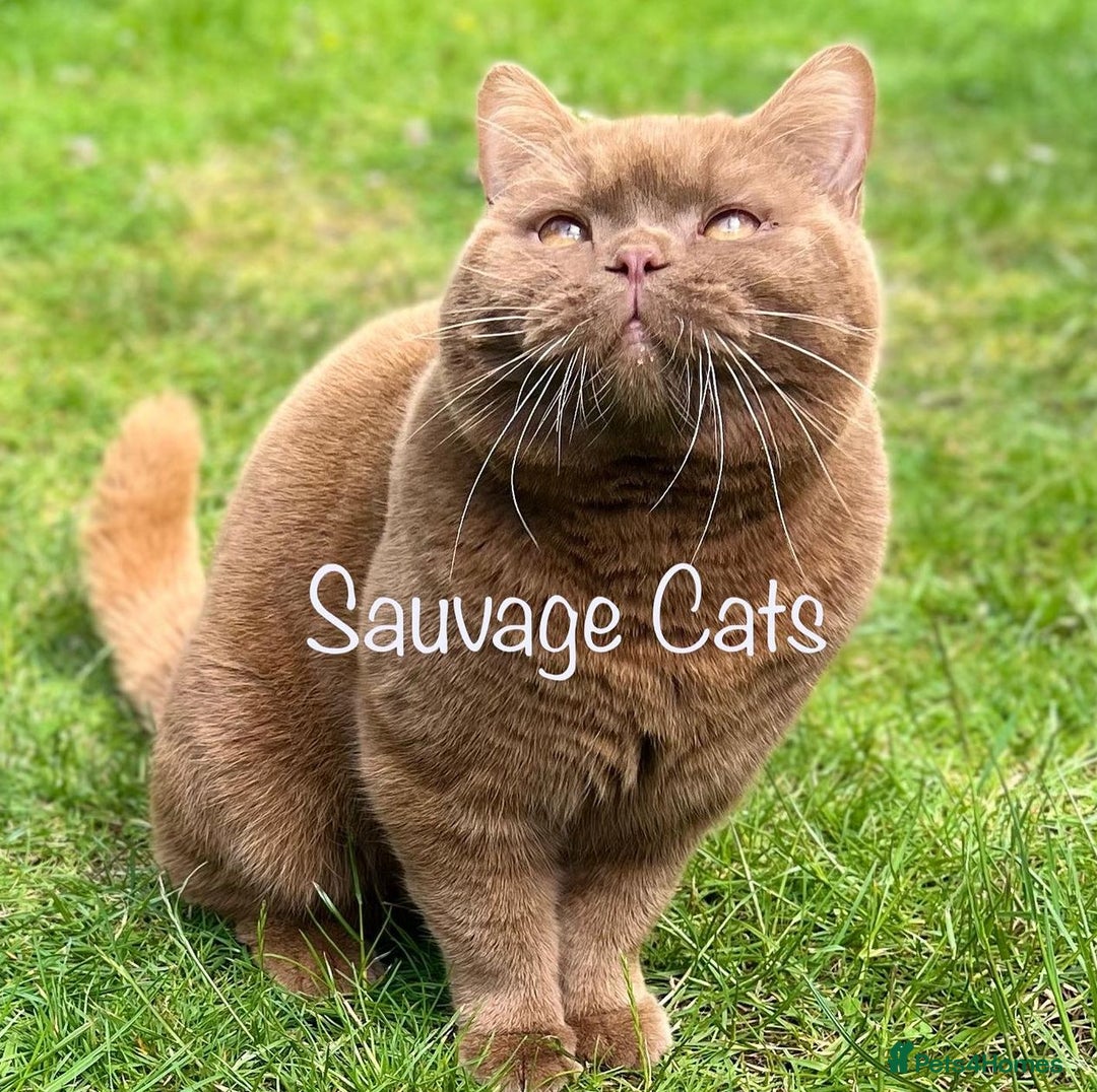 British Shorthair cats for sale: Only one kitten left! Champion lines BSH kittens  - Advert 6