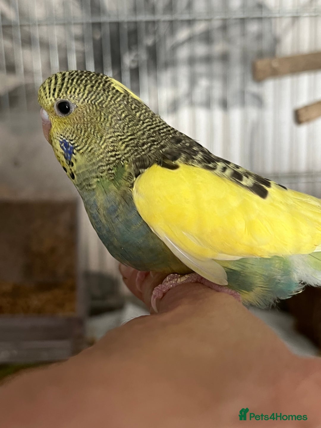 Budgerigars birds for sale: Two Budgie Hen Chicks Ready Soon  - Image 4