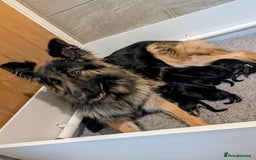 German Shepherd dogs for sale: 💛 German Shepherd Puppies – Full Pedigree Parents - Image 23