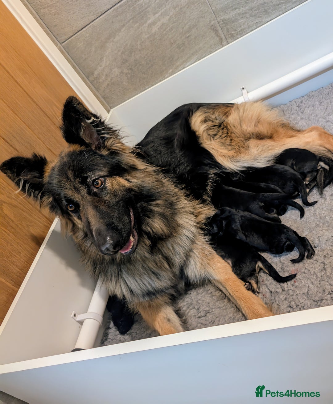 German Shepherd dogs for sale: 💛 German Shepherd Puppies – Full Pedigree Parents - Image 23