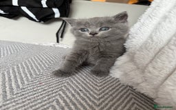 British Shorthair cats for sale: 🐾Fluffy British Shorthair Mix Kittens 🐾 - Image 3