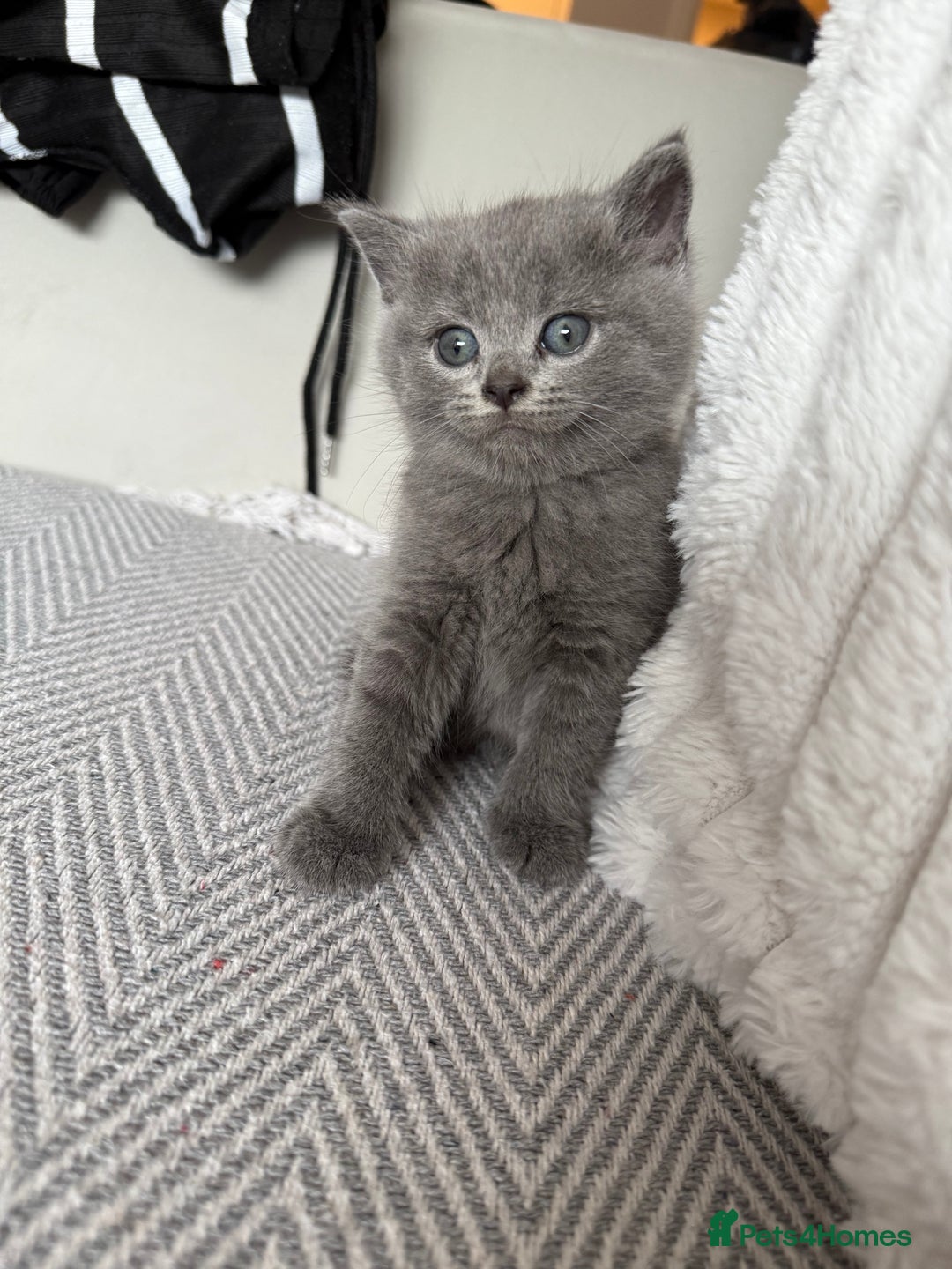British Shorthair cats for sale: 🐾Fluffy British Shorthair Mix Kittens 🐾 - Image 3