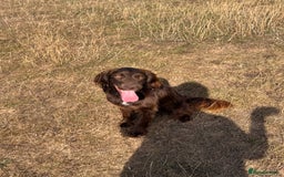 Sprocker dogs for stud: Roman my handsome sprocker for stud - Image 2