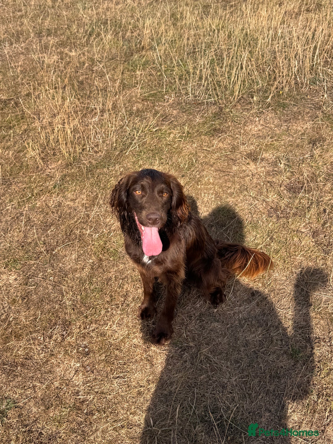 Sprocker dogs for stud: Roman my handsome sprocker for stud - Image 2