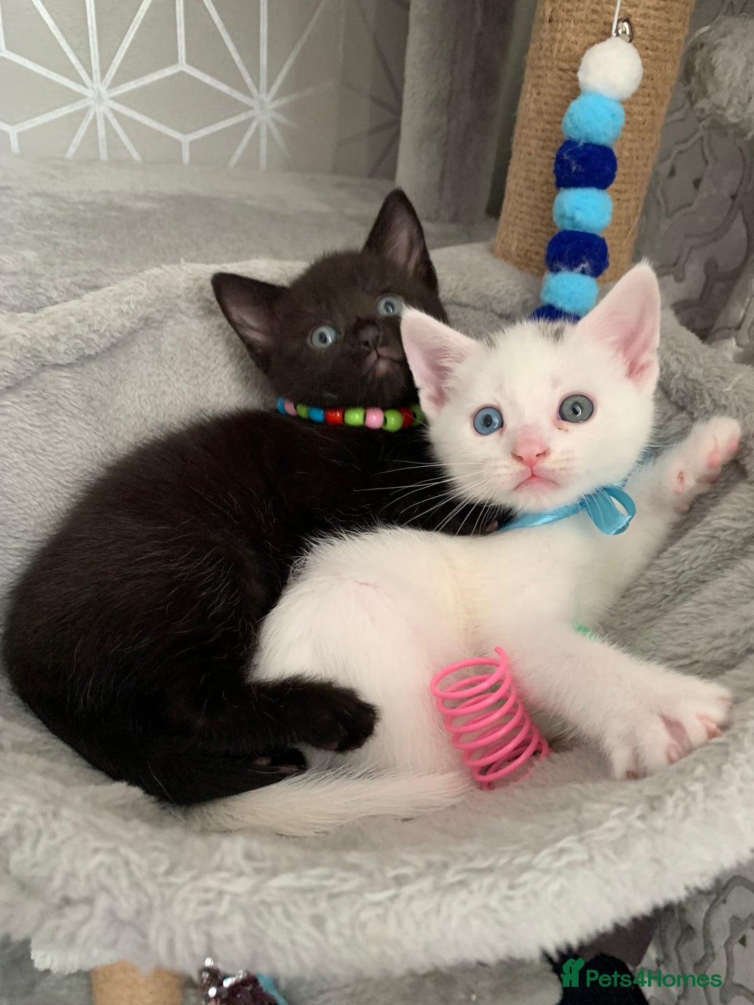 Mixed Breed cats for sale: Beautiful Mixed Angora Kittens - Advert 4