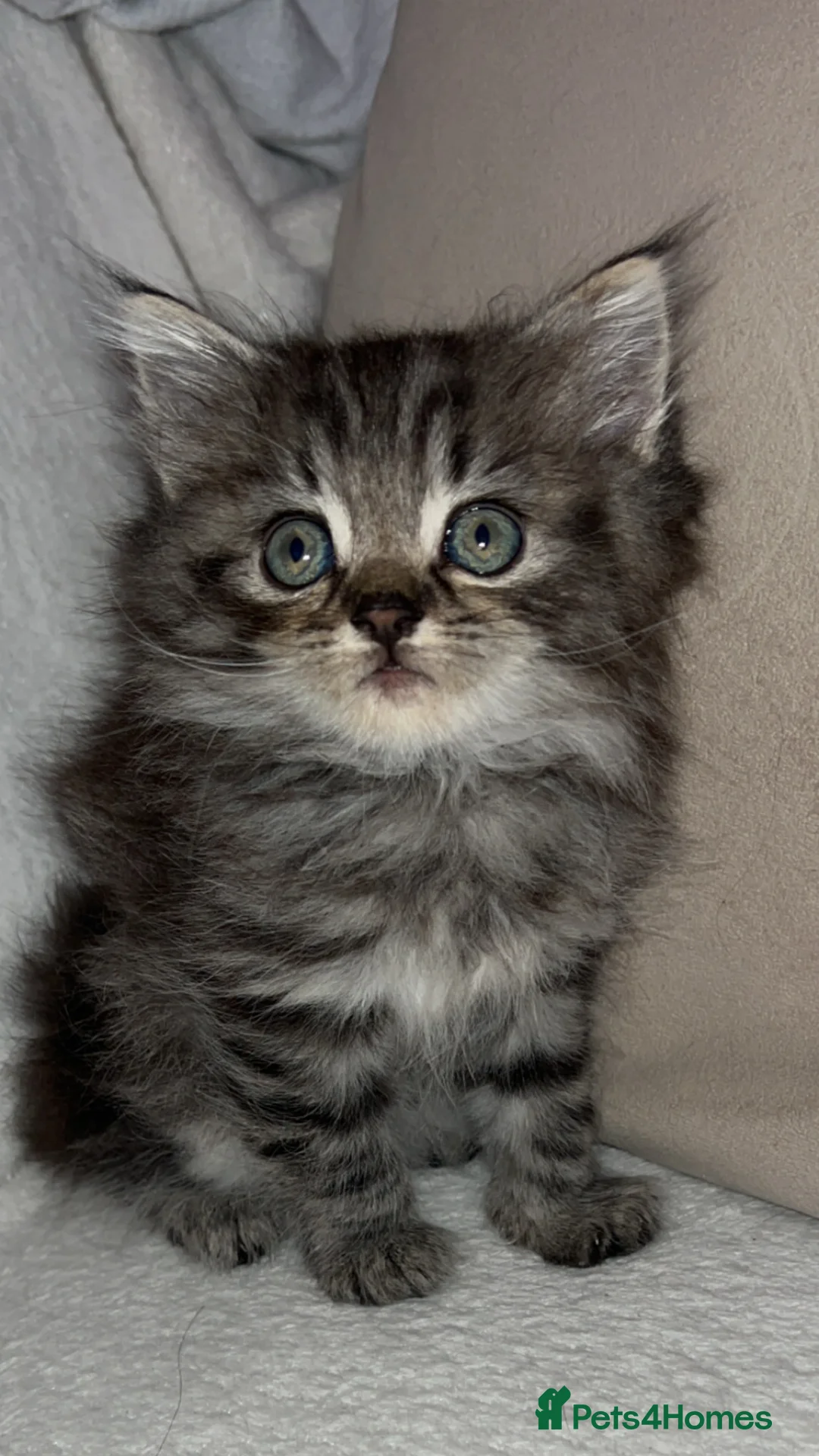 British Longhair cats for sale: British long hair kittens  - Advert 6