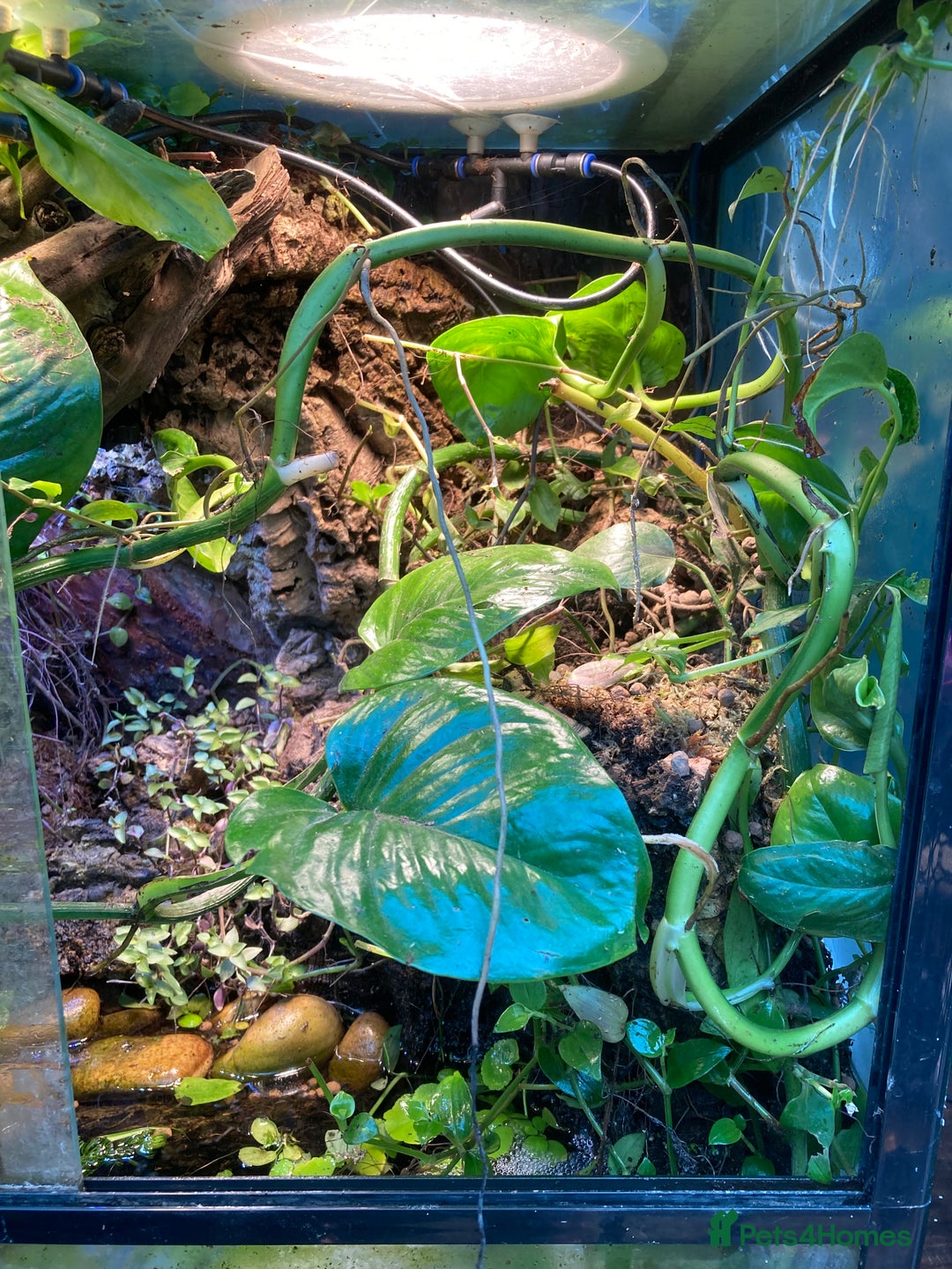 Frog reptiles for sale: Fire belly toads and dart frog - Image 1