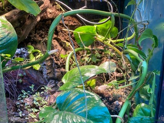 Frog reptiles - Advert 1