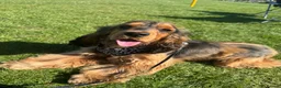 Cocker Spaniel dogs for sale: 🧬Gorgeous Show Cocker Spaniel Puppies 🧬  - Advert 10