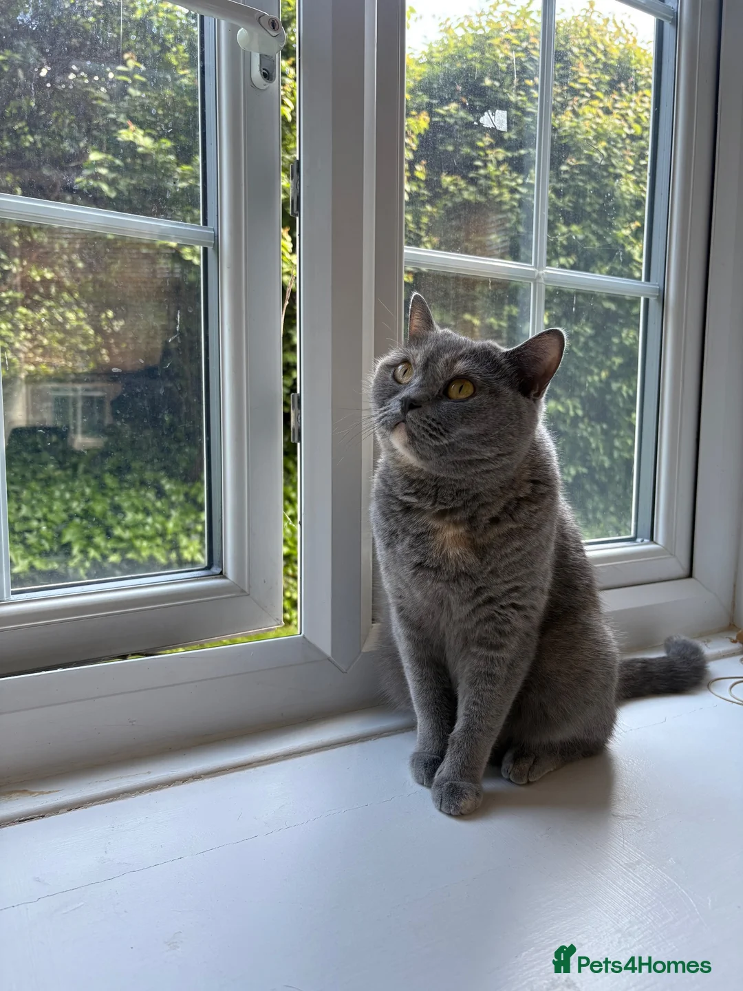 British Shorthair cats for sale: 5 BEAUTIFUL BRITISH SHORTHAIR 💕 - Advert 16