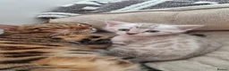 Bengal cats for sale: Snow Leopard Bengal Kitten - Advert 4