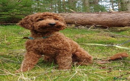 Miniature Poodle dogs for stud: ✅️DNA Test Red KC Miniature Poodle Stud Manchester in Manchester - Image 11