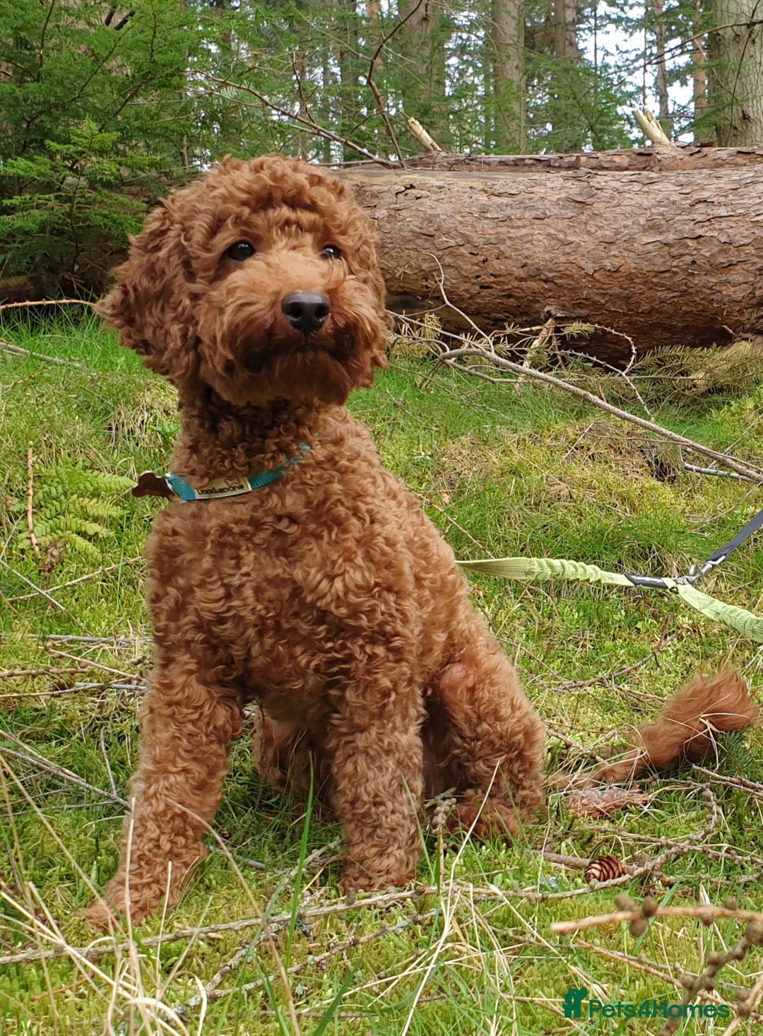 Miniature Poodle dogs for stud: ✅️DNA Test Red KC Miniature Poodle Stud Manchester in Manchester - Image 11