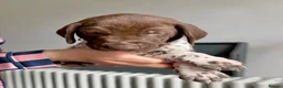 German Shorthaired Pointer dogs for sale: KC Registered German Shorthaired Pointer Puppies - Advert 16