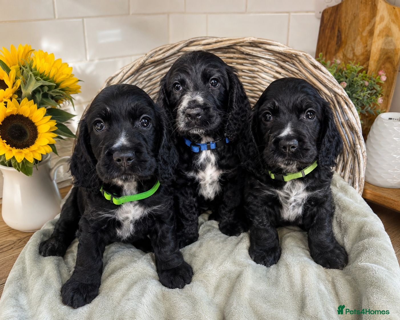 Cocker Spaniel dogs Ready now: Litter of Show Type Cocker Spaniels  - Advert 1