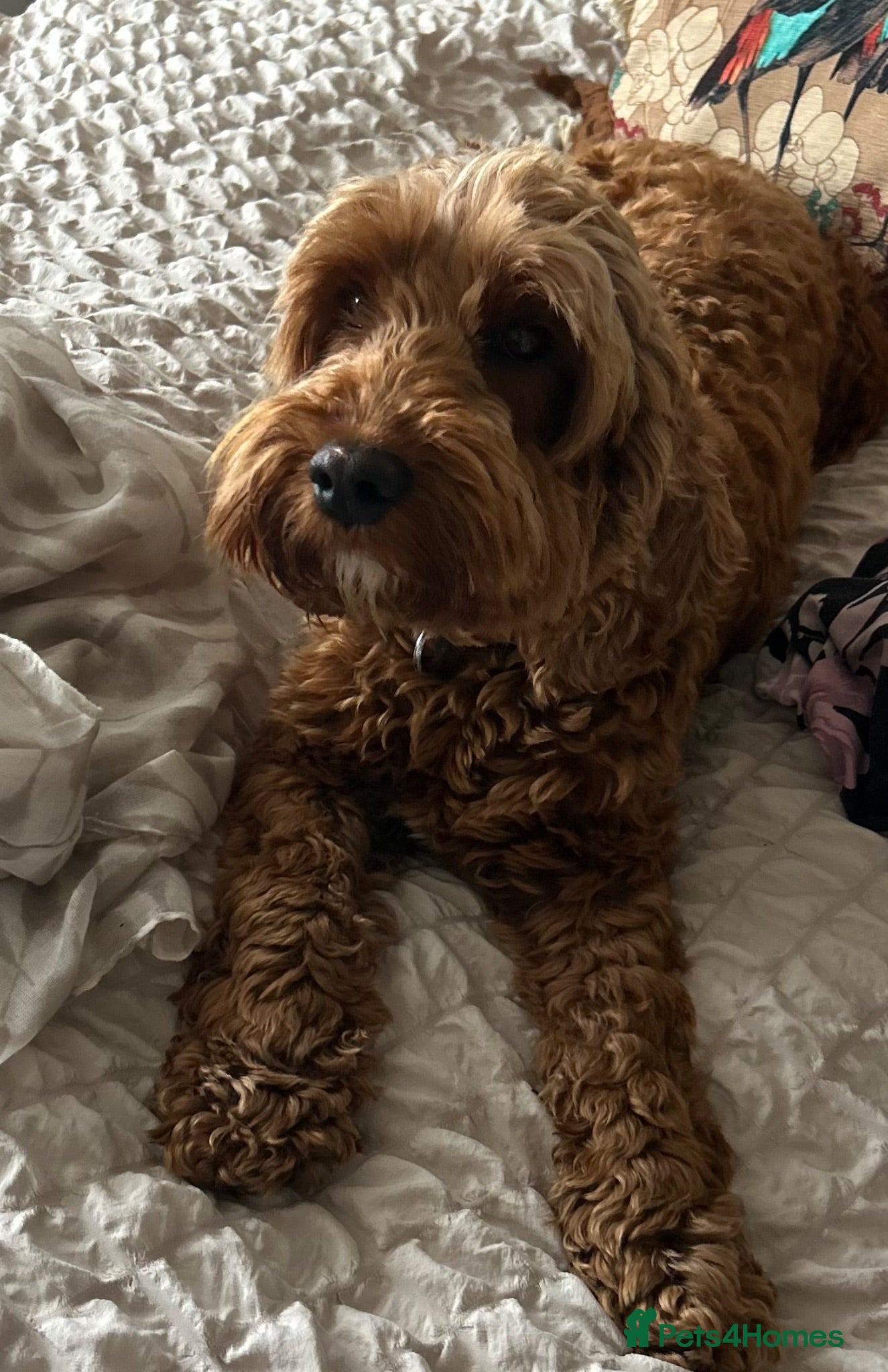 Cavapoo dogs Gorgeous Cavapoo looking for her forever home  - Advert 1