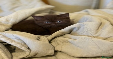 British Shorthair cats - Advert 10