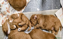 Cockapoo dogs for sale: GENUINE F1B COCKAPOO PUPPIES  - Image 22