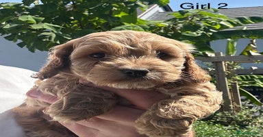 Cockapoo dogs - Advert 12